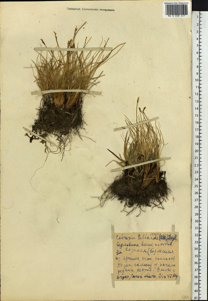 Carex myosuroides Vill., Siberia, Altai & Sayany Mountains (S2) (Russia)