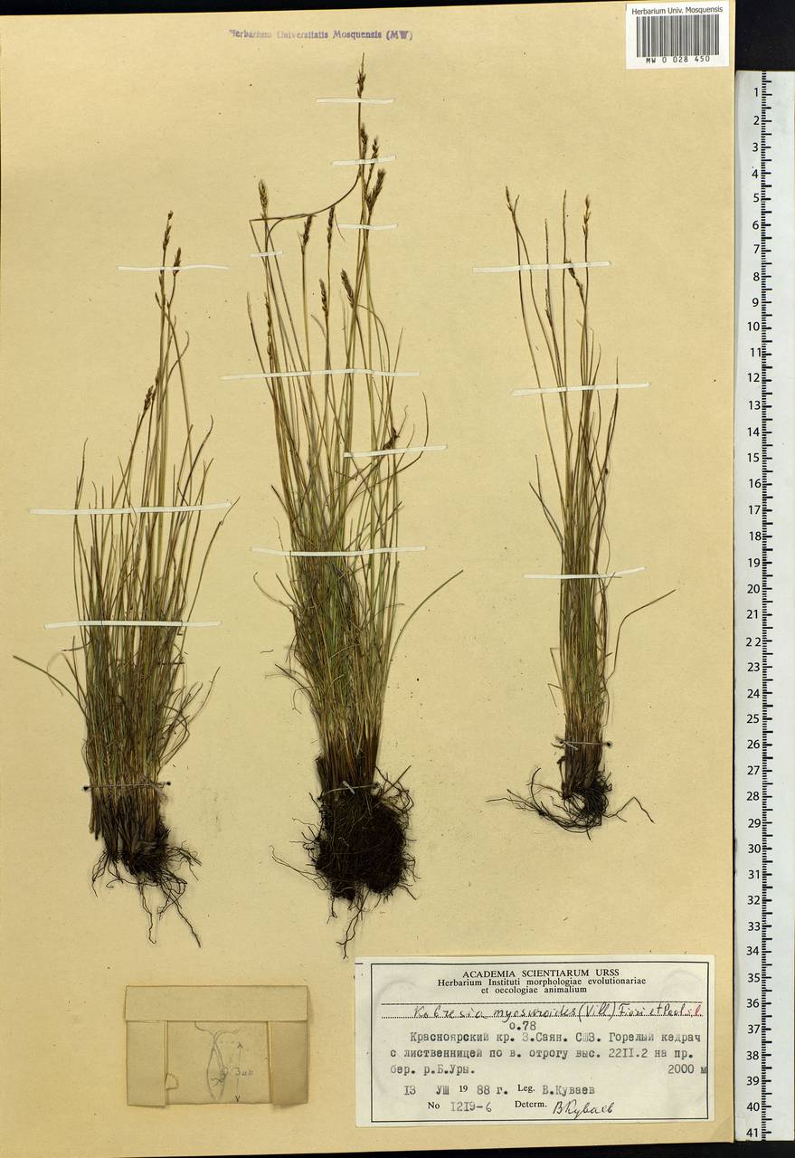 Carex myosuroides Vill., Siberia, Altai & Sayany Mountains (S2) (Russia)