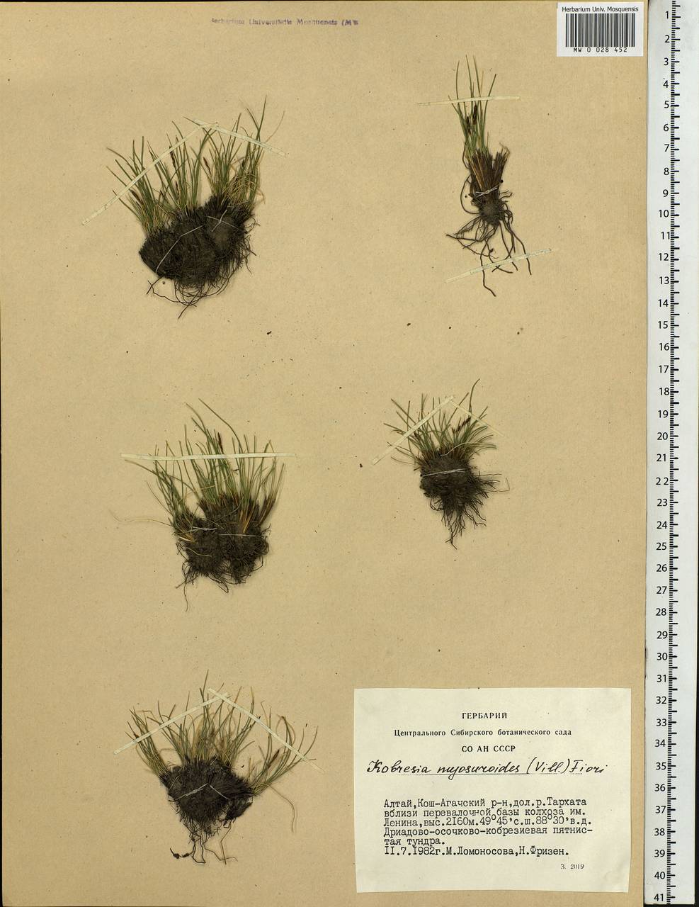 Carex myosuroides Vill., Siberia, Altai & Sayany Mountains (S2) (Russia)