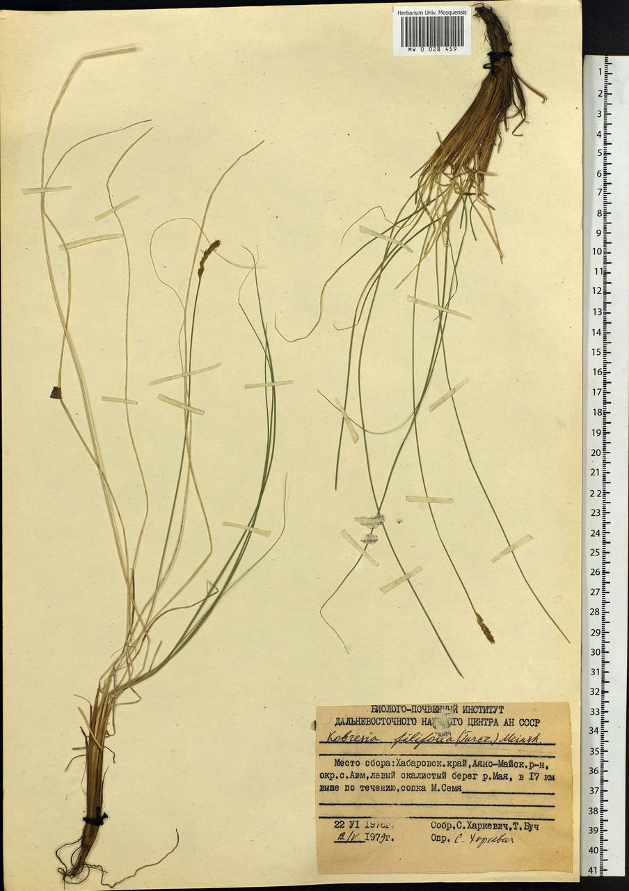 Carex macroprophylla (Y.C.Yang) S.R.Zhang, Siberia, Russian Far East (S6) (Russia)