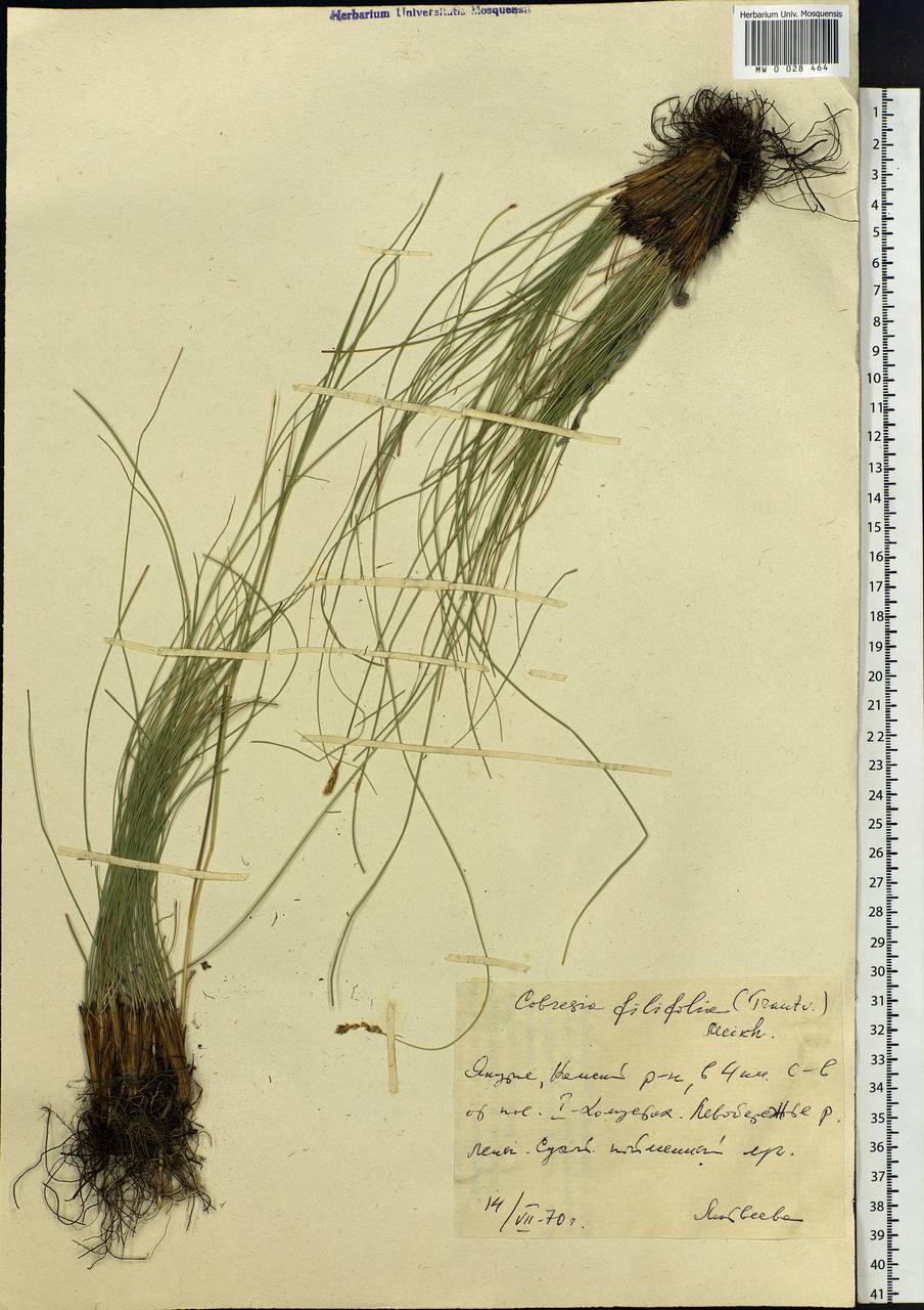 Carex macroprophylla (Y.C.Yang) S.R.Zhang, Siberia, Yakutia (S5) (Russia)