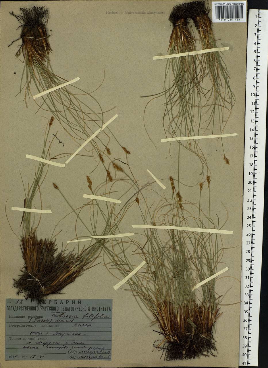 Carex macroprophylla (Y.C.Yang) S.R.Zhang, Siberia, Yakutia (S5) (Russia)