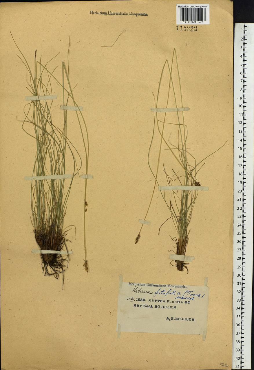 Carex macroprophylla (Y.C.Yang) S.R.Zhang, Siberia, Yakutia (S5) (Russia)