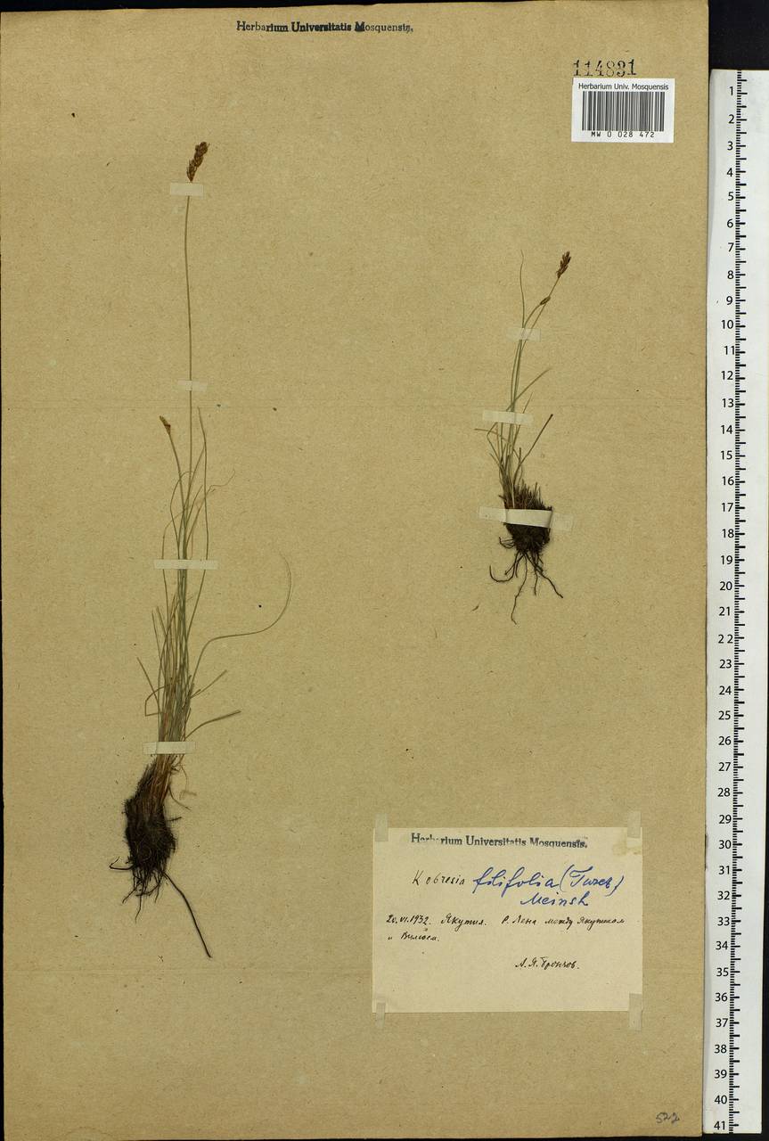 Carex macroprophylla (Y.C.Yang) S.R.Zhang, Siberia, Yakutia (S5) (Russia)