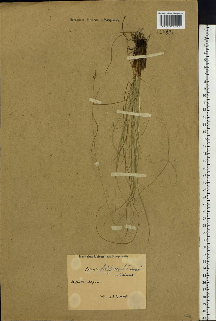 Carex macroprophylla (Y.C.Yang) S.R.Zhang, Siberia, Yakutia (S5) (Russia)