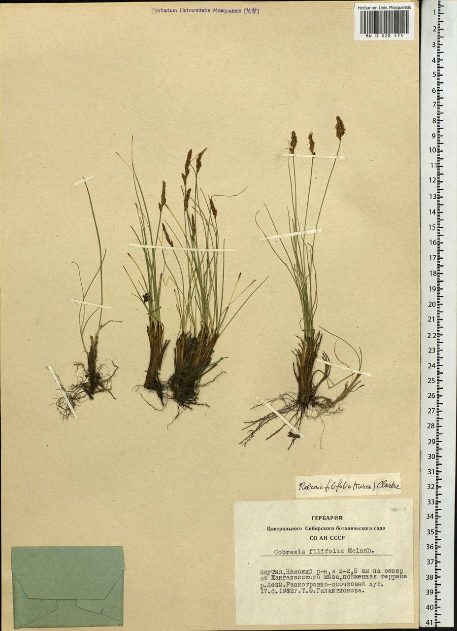 Carex macroprophylla (Y.C.Yang) S.R.Zhang, Siberia, Yakutia (S5) (Russia)