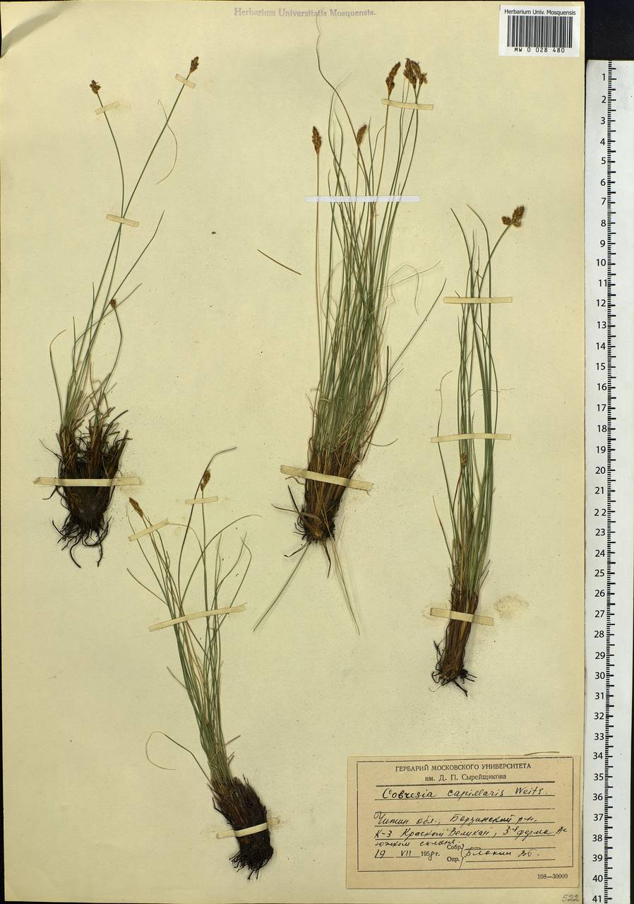 Carex macroprophylla (Y.C.Yang) S.R.Zhang, Siberia, Baikal & Transbaikal region (S4) (Russia)