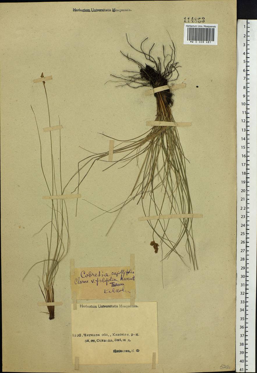 Carex macroprophylla (Y.C.Yang) S.R.Zhang, Siberia, Baikal & Transbaikal region (S4) (Russia)