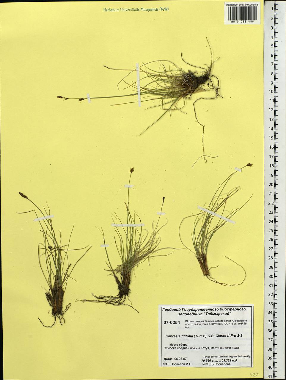 Carex macroprophylla (Y.C.Yang) S.R.Zhang, Siberia, Central Siberia (S3) (Russia)