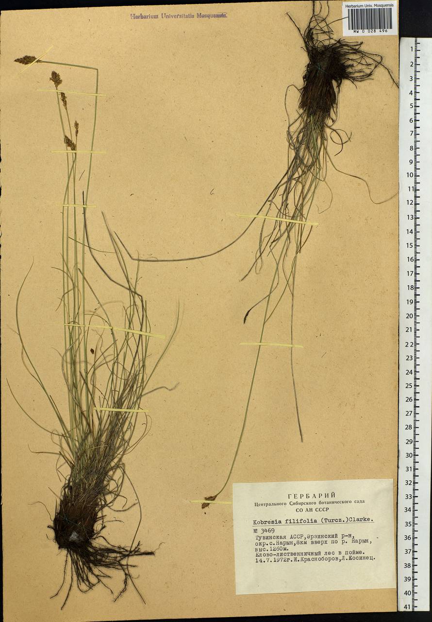 Carex macroprophylla (Y.C.Yang) S.R.Zhang, Siberia, Altai & Sayany Mountains (S2) (Russia)