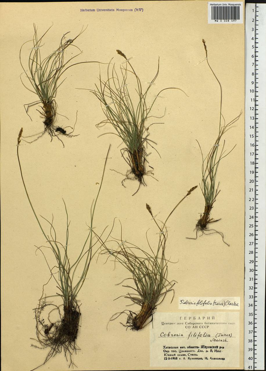 Carex macroprophylla (Y.C.Yang) S.R.Zhang, Siberia, Altai & Sayany Mountains (S2) (Russia)