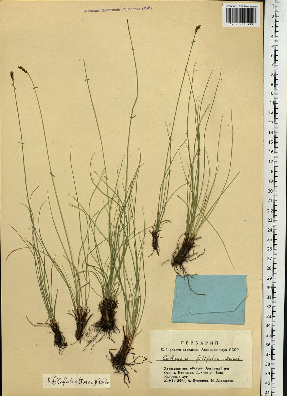 Carex macroprophylla (Y.C.Yang) S.R.Zhang, Siberia, Altai & Sayany Mountains (S2) (Russia)