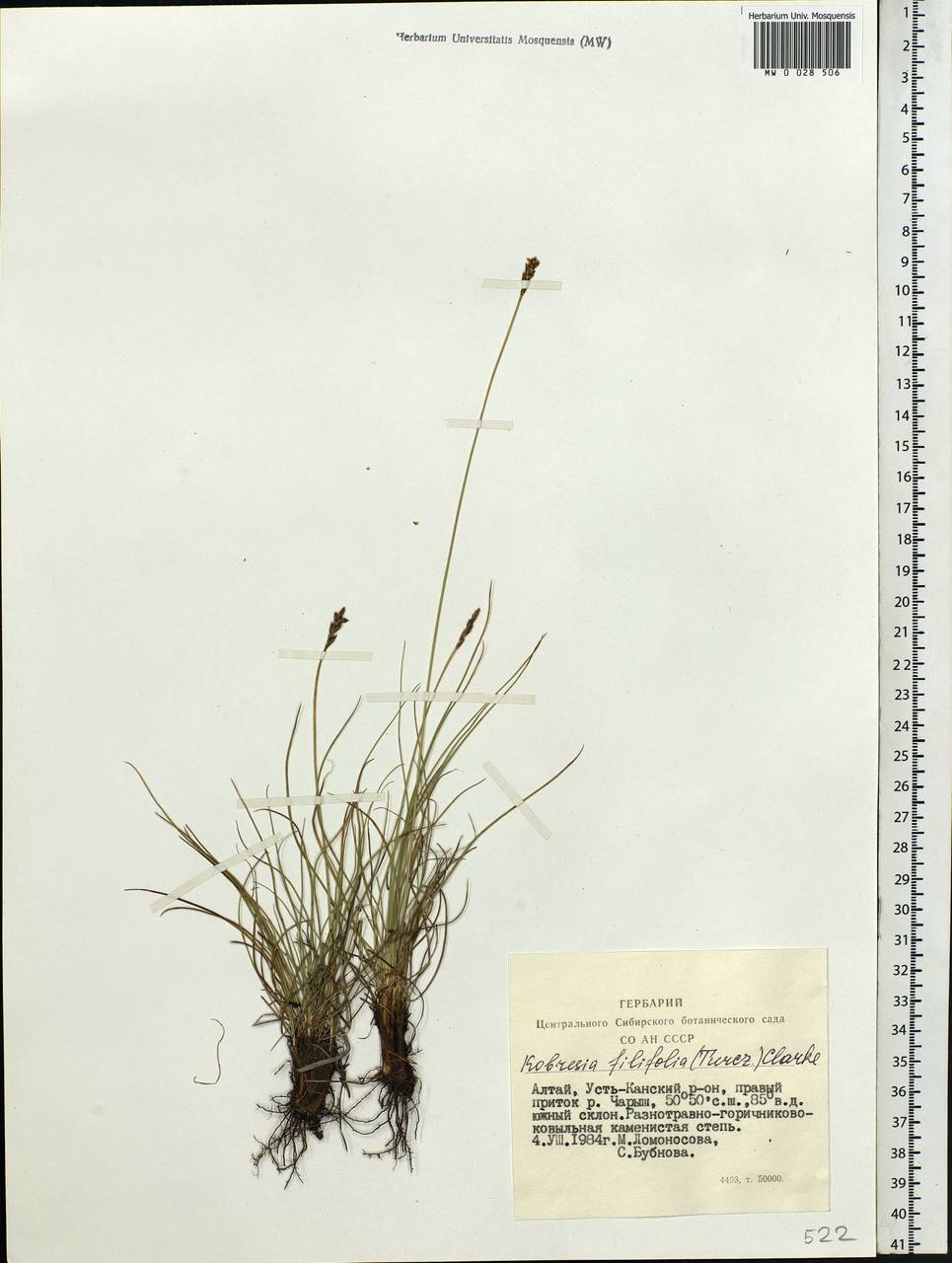 Carex macroprophylla (Y.C.Yang) S.R.Zhang, Siberia, Altai & Sayany Mountains (S2) (Russia)