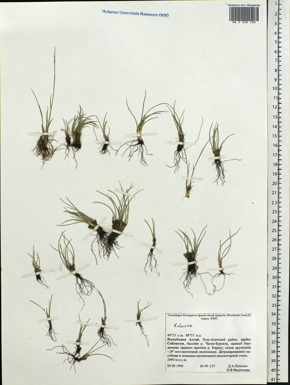 Kobresia, Siberia, Altai & Sayany Mountains (S2) (Russia)