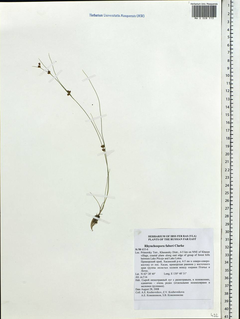 Rhynchospora faberi C.B.Clarke, Siberia, Russian Far East (S6) (Russia)