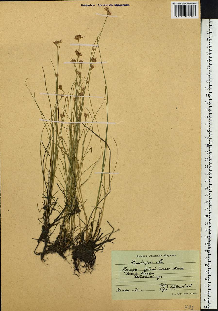 Rhynchospora alba (L.) Vahl, Siberia, Russian Far East (S6) (Russia)