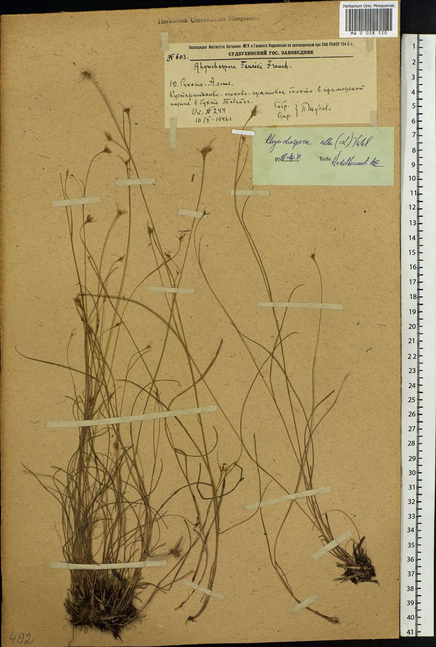 Rhynchospora alba (L.) Vahl, Siberia, Russian Far East (S6) (Russia)