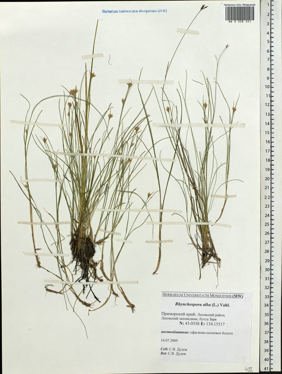 Rhynchospora alba (L.) Vahl, Siberia, Russian Far East (S6) (Russia)