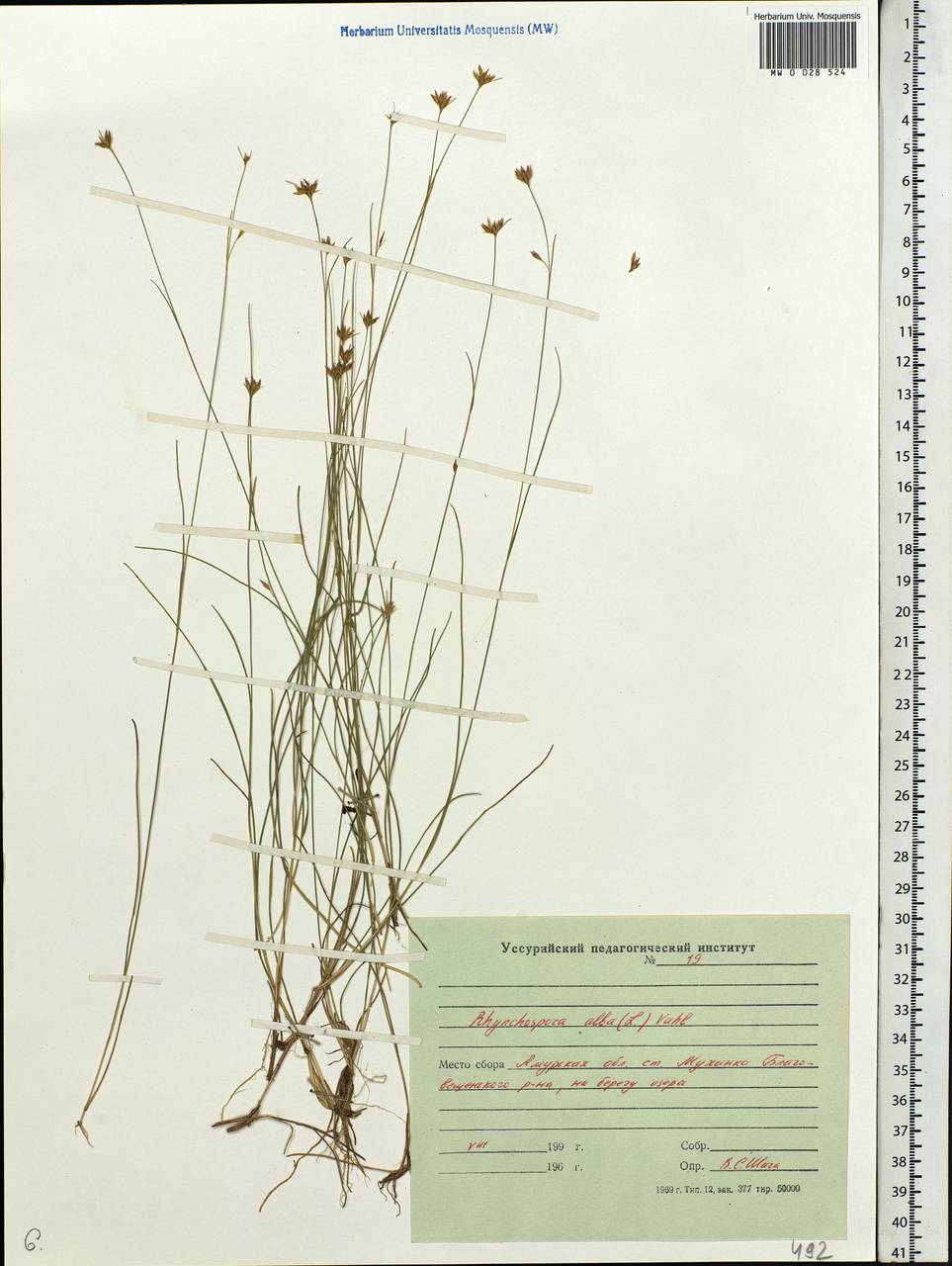 Rhynchospora alba (L.) Vahl, Siberia, Russian Far East (S6) (Russia)