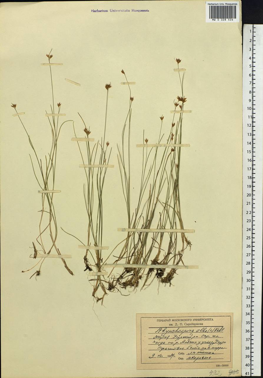 Rhynchospora alba (L.) Vahl, Siberia, Yakutia (S5) (Russia)