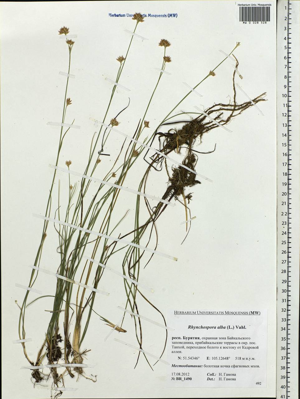 Rhynchospora alba (L.) Vahl, Siberia, Baikal & Transbaikal region (S4) (Russia)