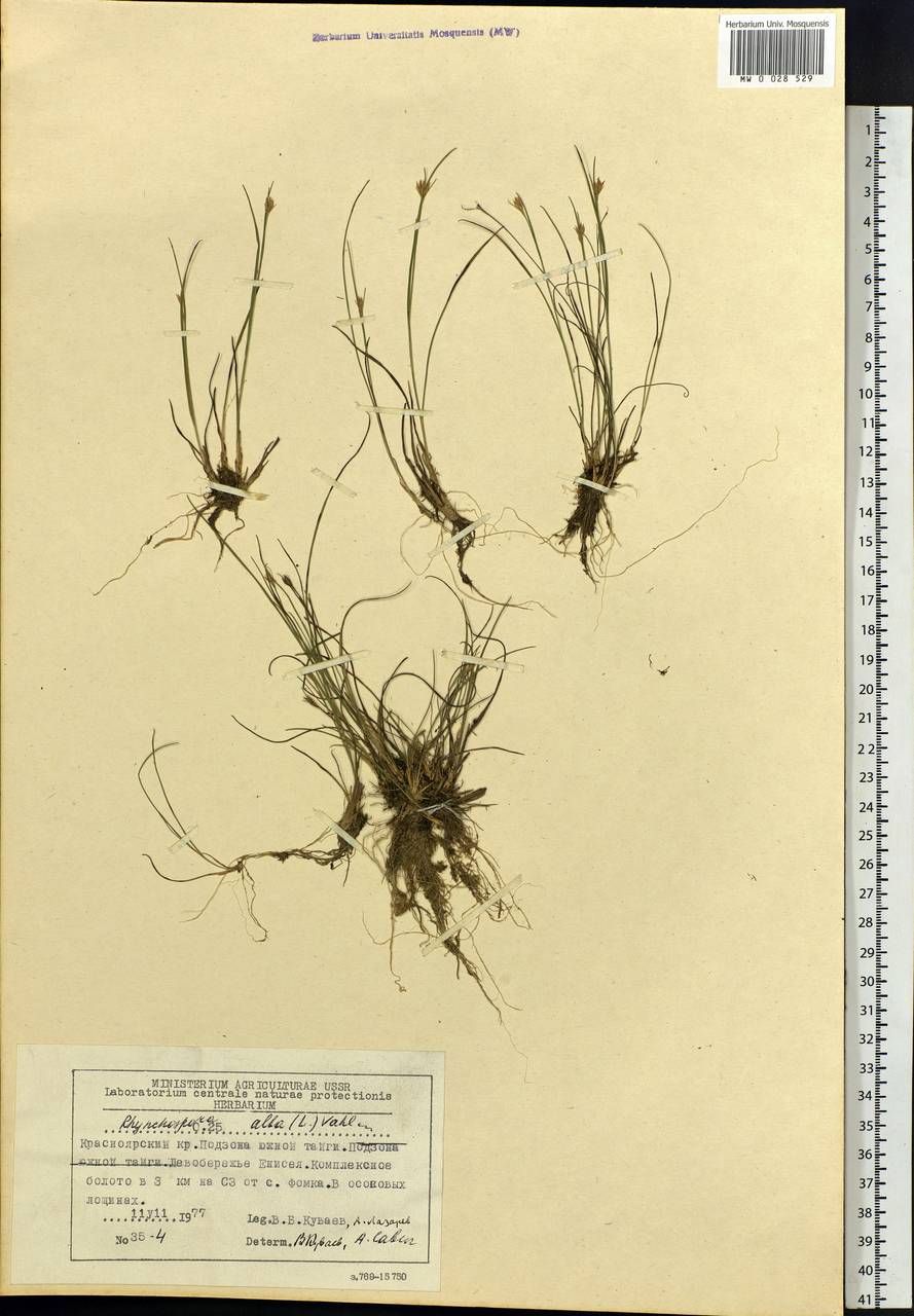 Rhynchospora alba (L.) Vahl, Siberia, Central Siberia (S3) (Russia)