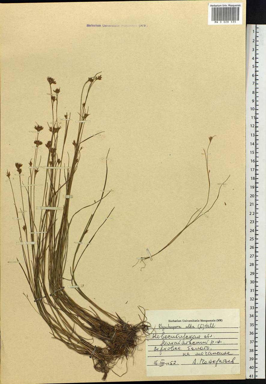 Rhynchospora alba (L.) Vahl, Siberia, Western Siberia (S1) (Russia)