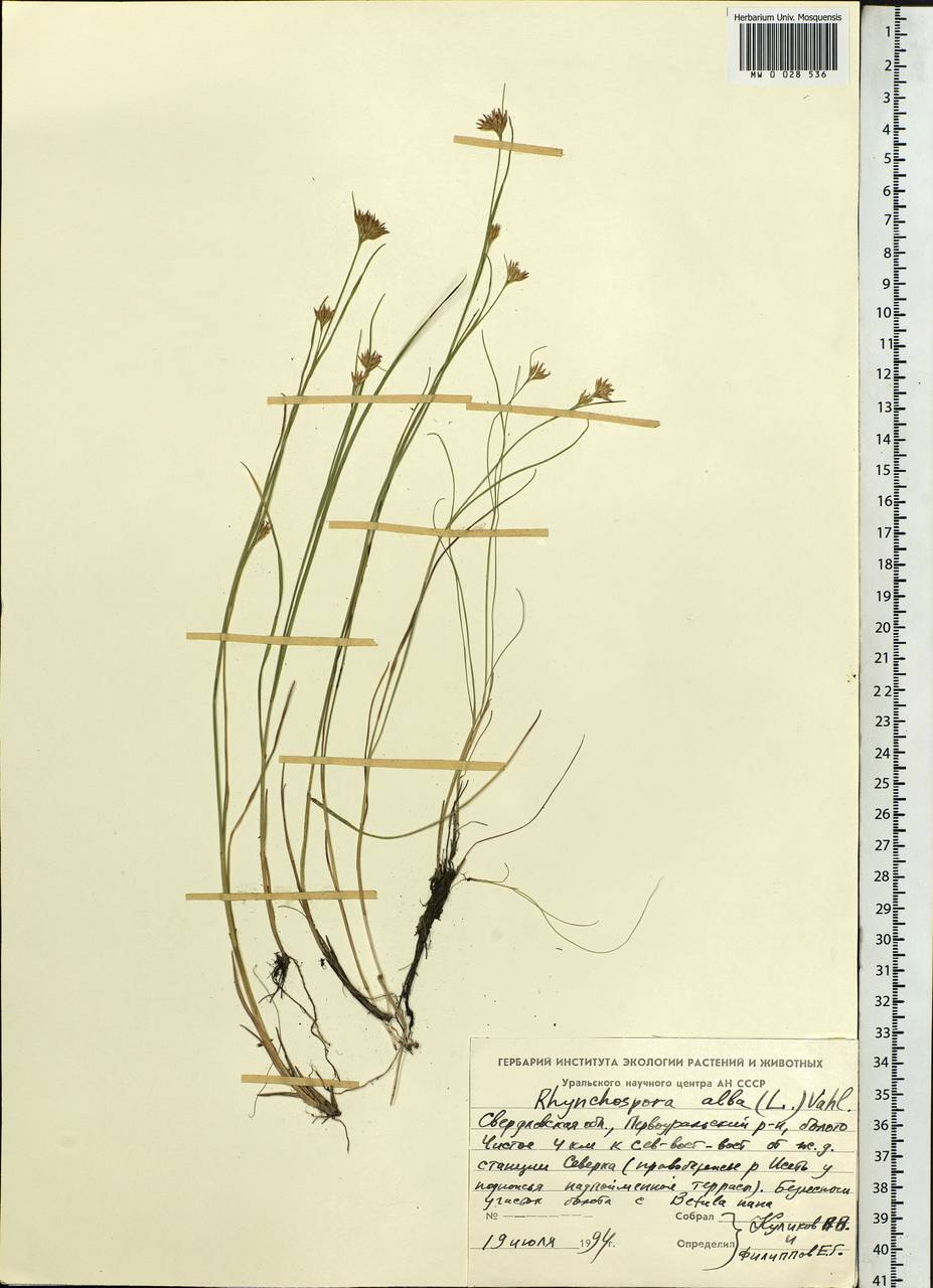 Rhynchospora alba (L.) Vahl, Eastern Europe, Eastern region (E10) (Russia)