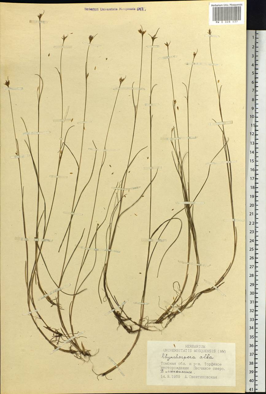 Rhynchospora alba (L.) Vahl, Siberia, Western Siberia (S1) (Russia)