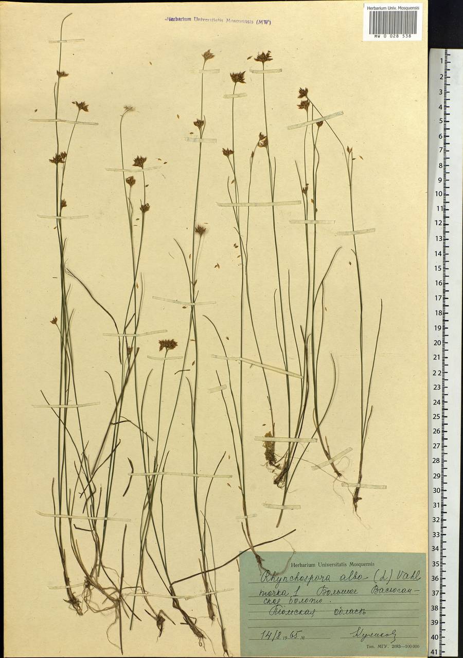 Rhynchospora alba (L.) Vahl, Siberia, Western Siberia (S1) (Russia)