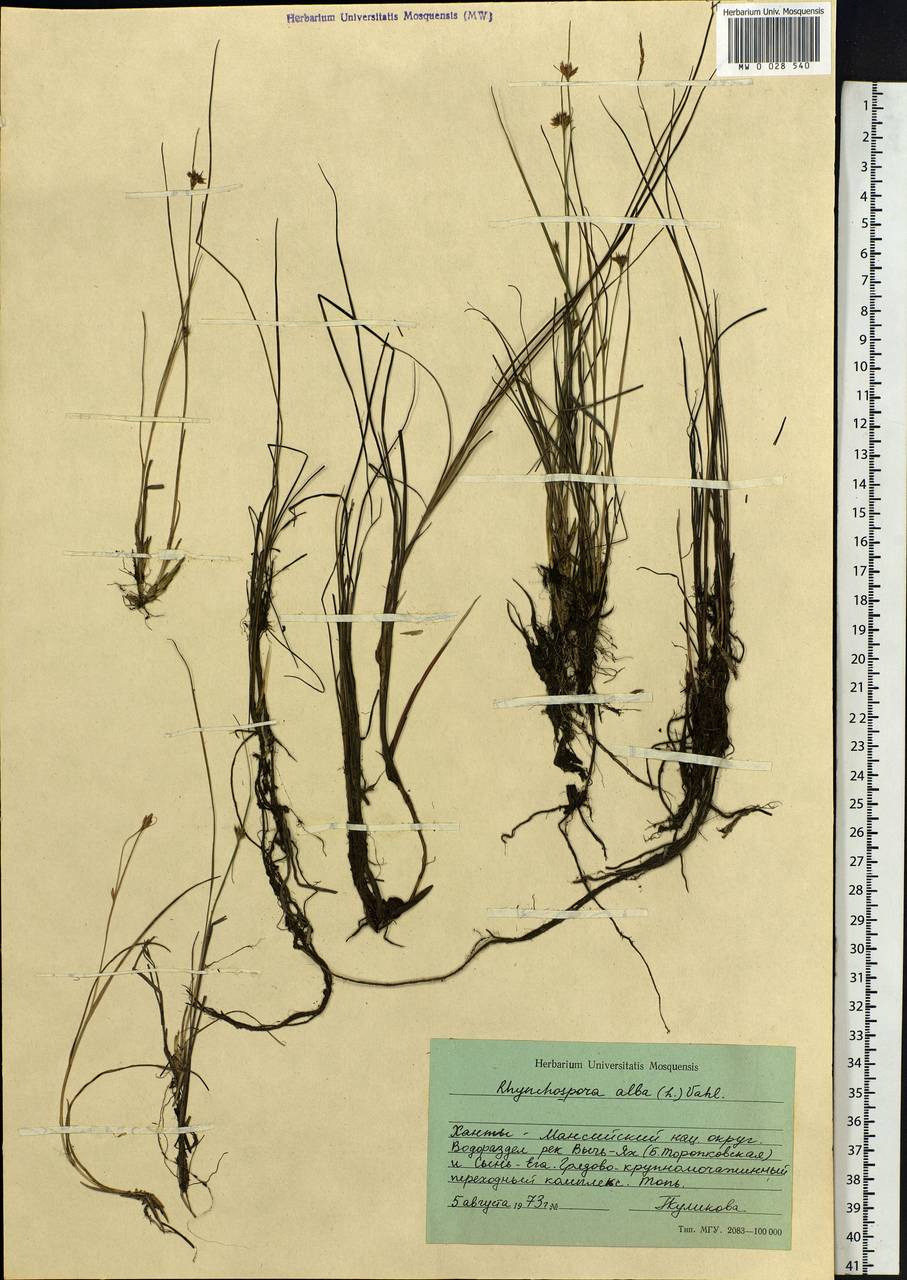Rhynchospora alba (L.) Vahl, Siberia, Western Siberia (S1) (Russia)