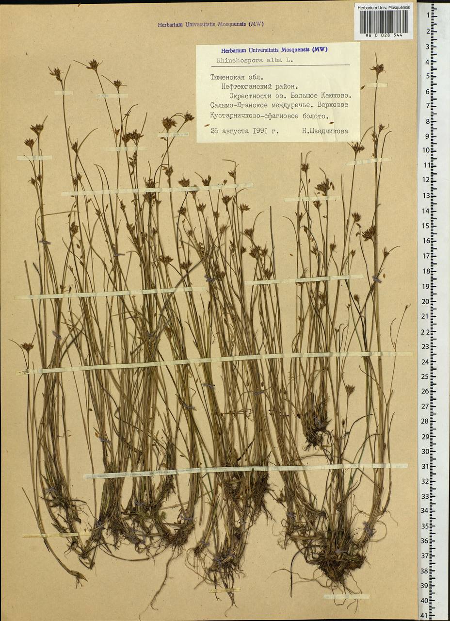 Rhynchospora alba (L.) Vahl, Siberia, Western Siberia (S1) (Russia)