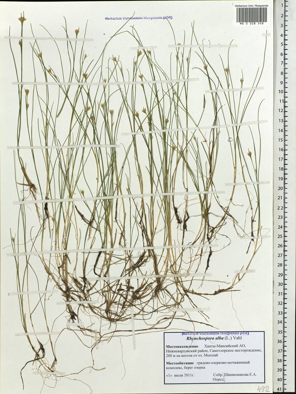 Rhynchospora alba (L.) Vahl, Siberia, Western Siberia (S1) (Russia)