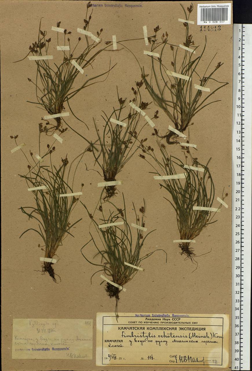 Fimbristylis dichotoma var. ochotensis (Meinsh.) T.Koyama, Siberia, Chukotka & Kamchatka (S7) (Russia)