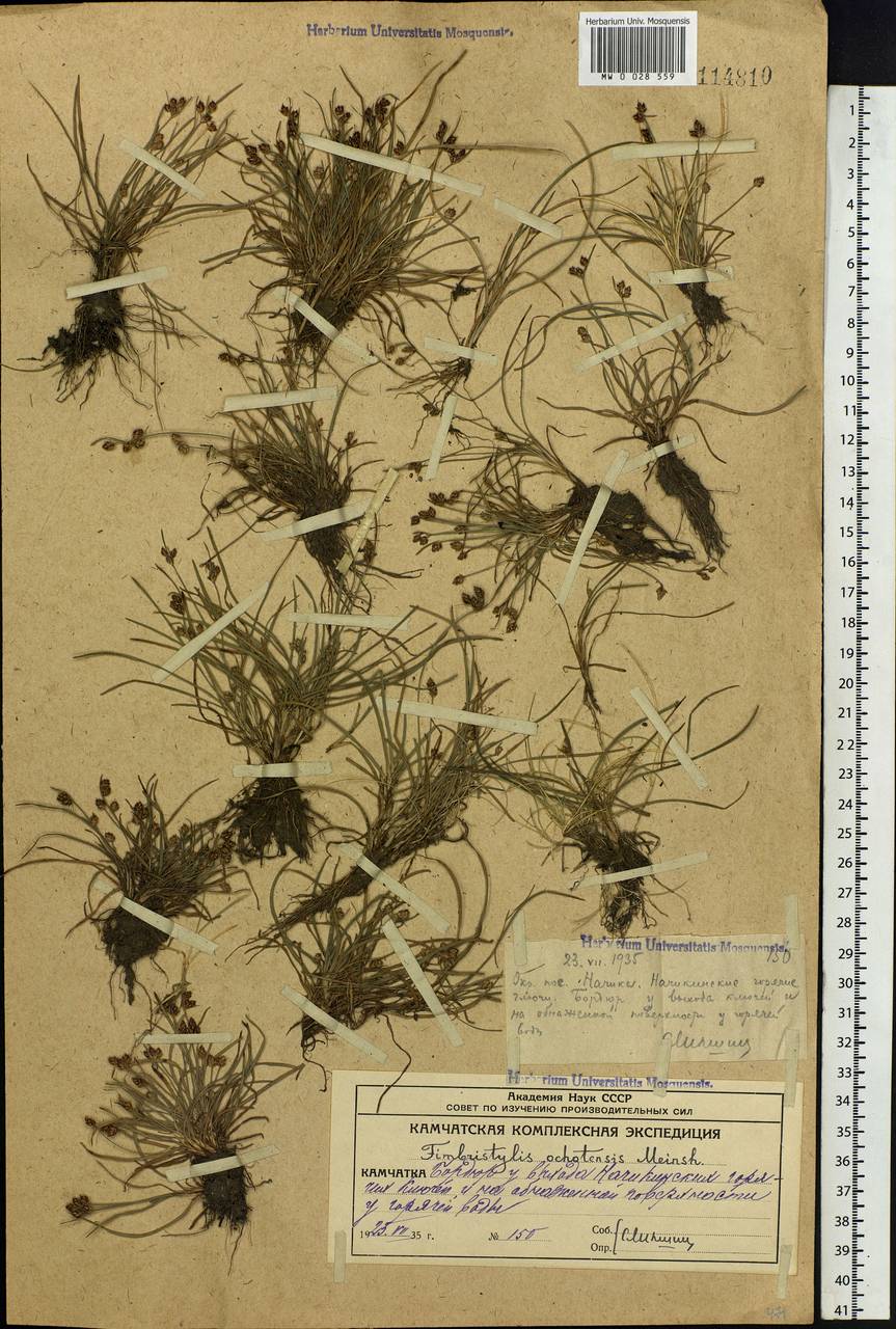 Fimbristylis ochotensis (Meinsh.) Kom., Siberia, Chukotka & Kamchatka (S7) (Russia)
