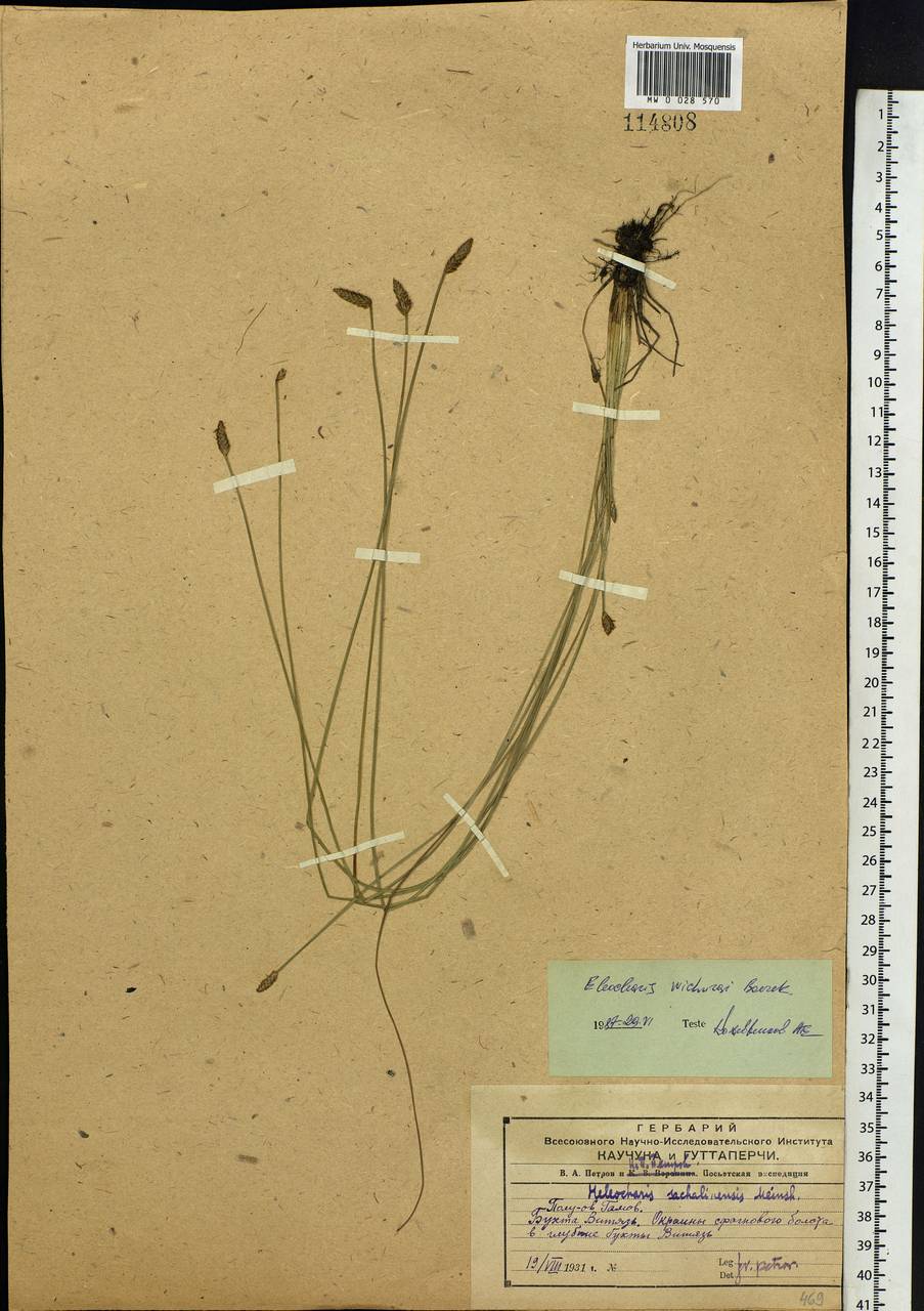 Eleocharis wichurae Boeckeler, Siberia, Russian Far East (S6) (Russia)