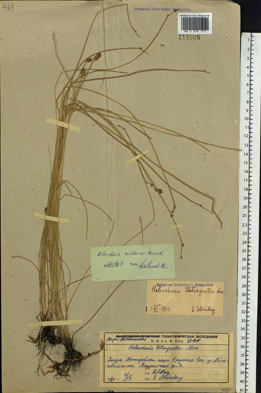 Eleocharis wichurae Boeckeler, Siberia, Russian Far East (S6) (Russia)