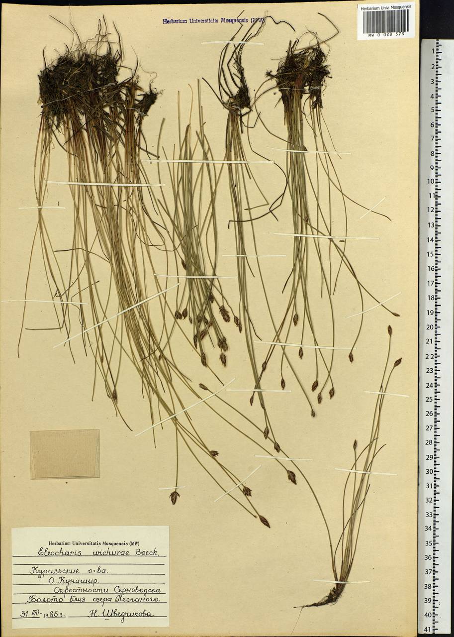 Eleocharis wichurae Boeckeler, Siberia, Russian Far East (S6) (Russia)