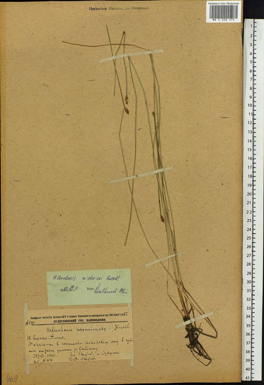 Eleocharis wichurae Boeckeler, Siberia, Russian Far East (S6) (Russia)