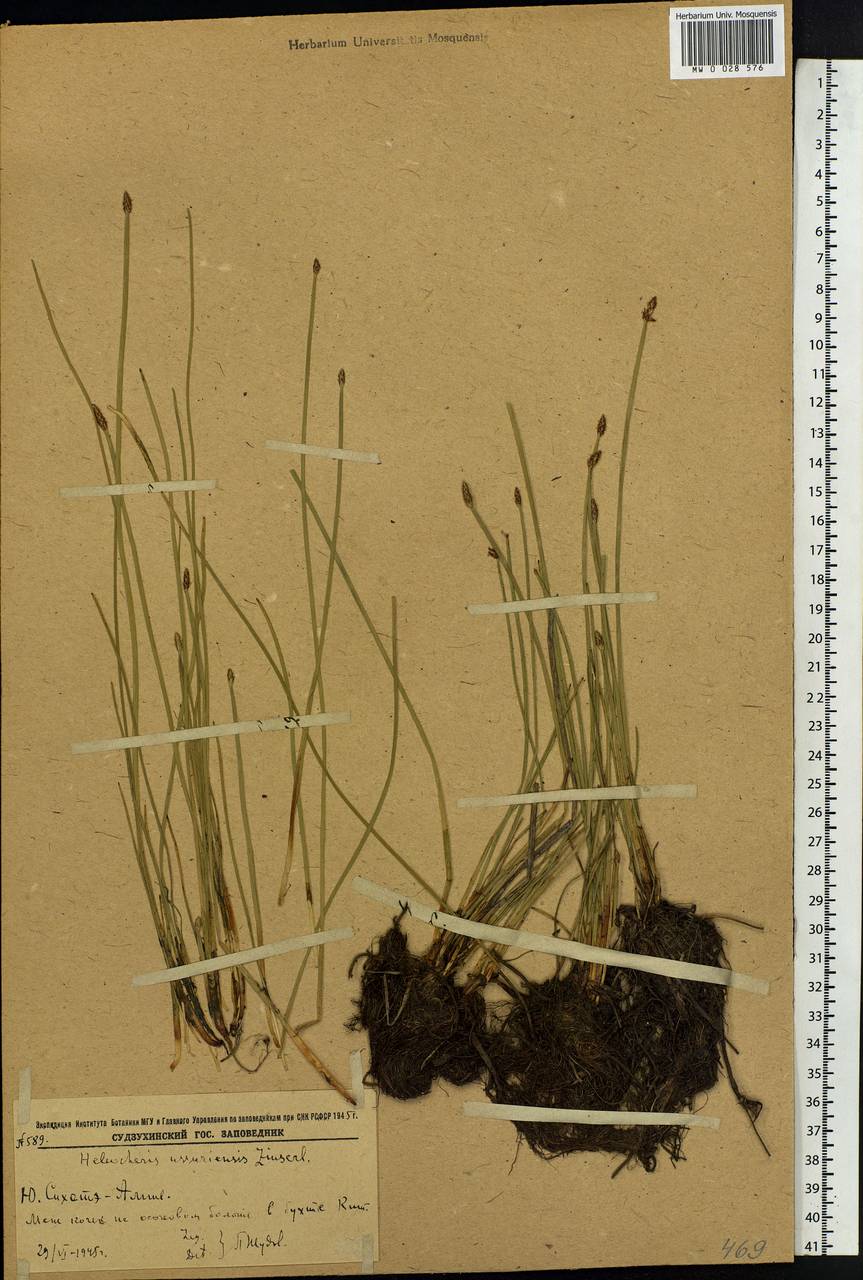 Eleocharis ussuriensis Zinserl., Siberia, Russian Far East (S6) (Russia)