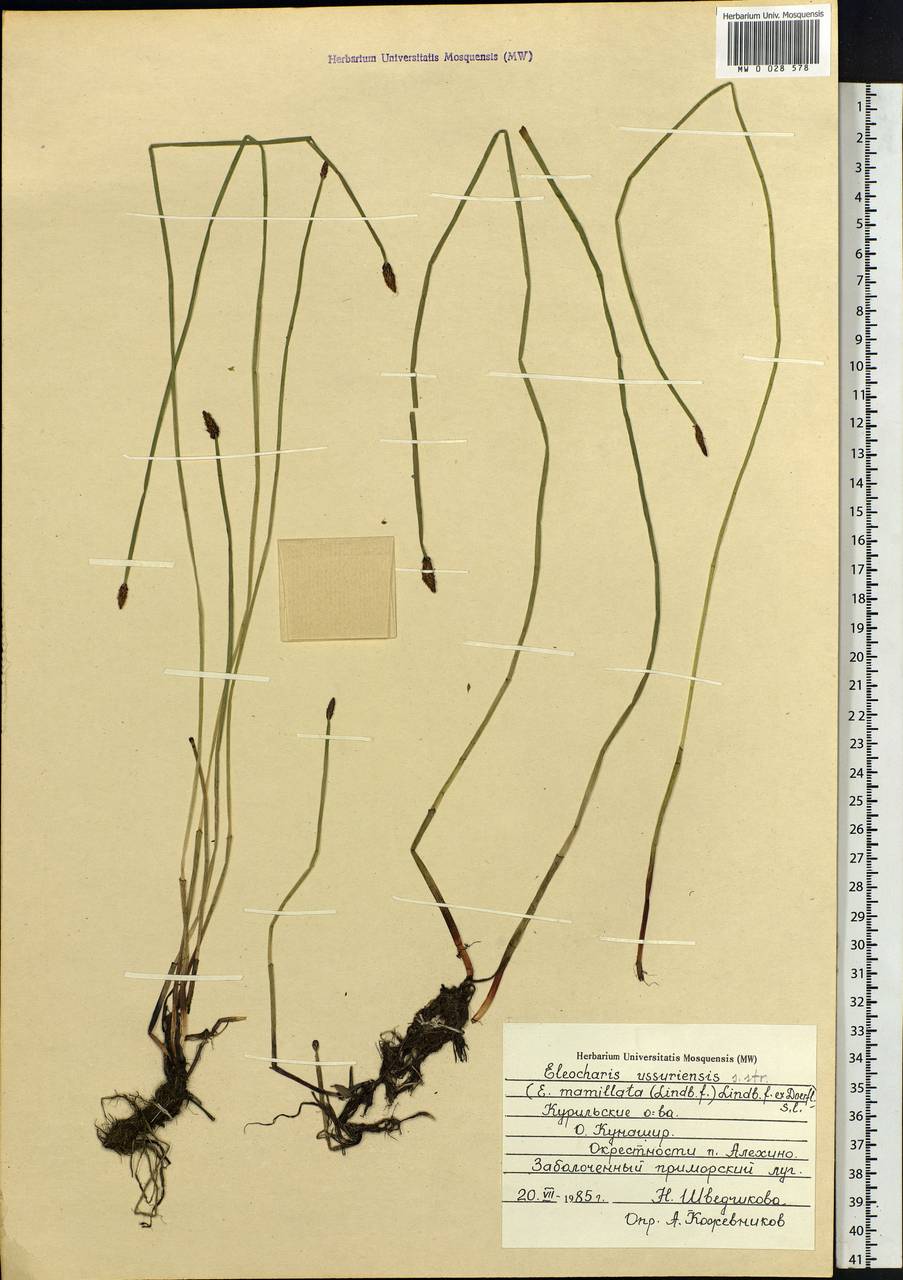 Eleocharis ussuriensis Zinserl., Siberia, Russian Far East (S6) (Russia)