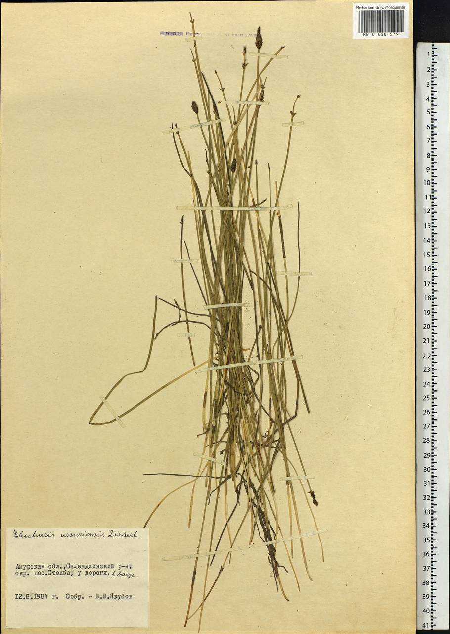 Eleocharis ussuriensis Zinserl., Siberia, Russian Far East (S6) (Russia)