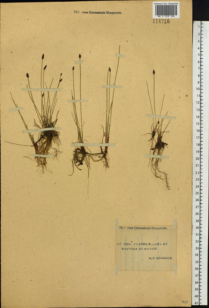 Eleocharis uniglumis (Link) Schult., Siberia, Yakutia (S5) (Russia)