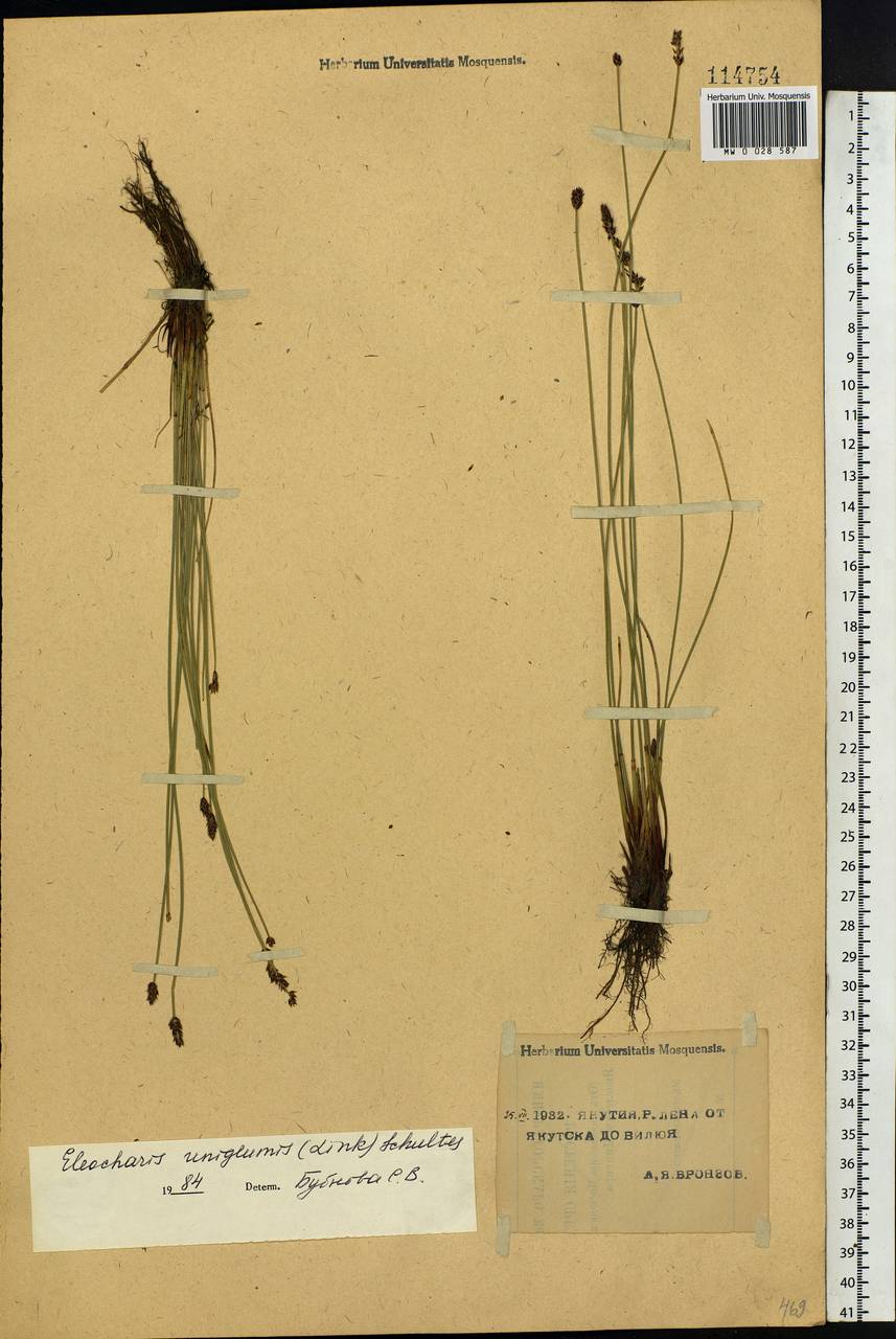 Eleocharis uniglumis (Link) Schult., Siberia, Yakutia (S5) (Russia)
