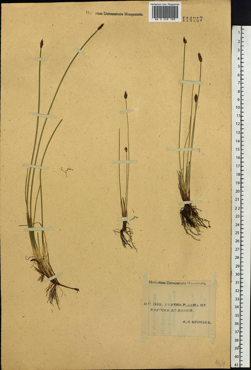 Eleocharis uniglumis (Link) Schult., Siberia, Yakutia (S5) (Russia)