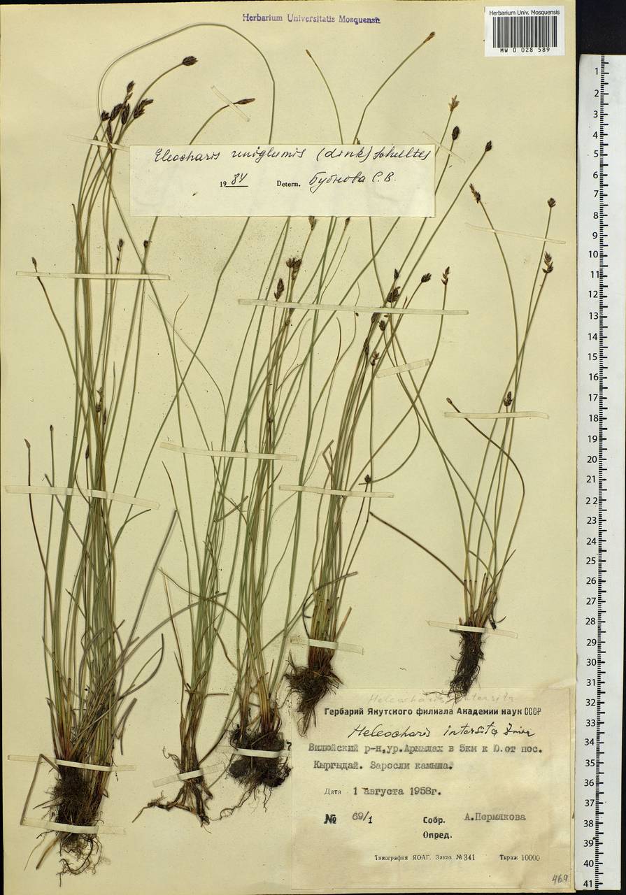 Eleocharis uniglumis (Link) Schult., Siberia, Yakutia (S5) (Russia)