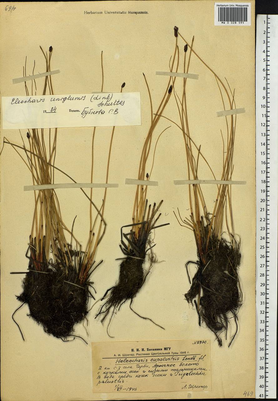 Eleocharis uniglumis (Link) Schult., Siberia, Altai & Sayany Mountains (S2) (Russia)