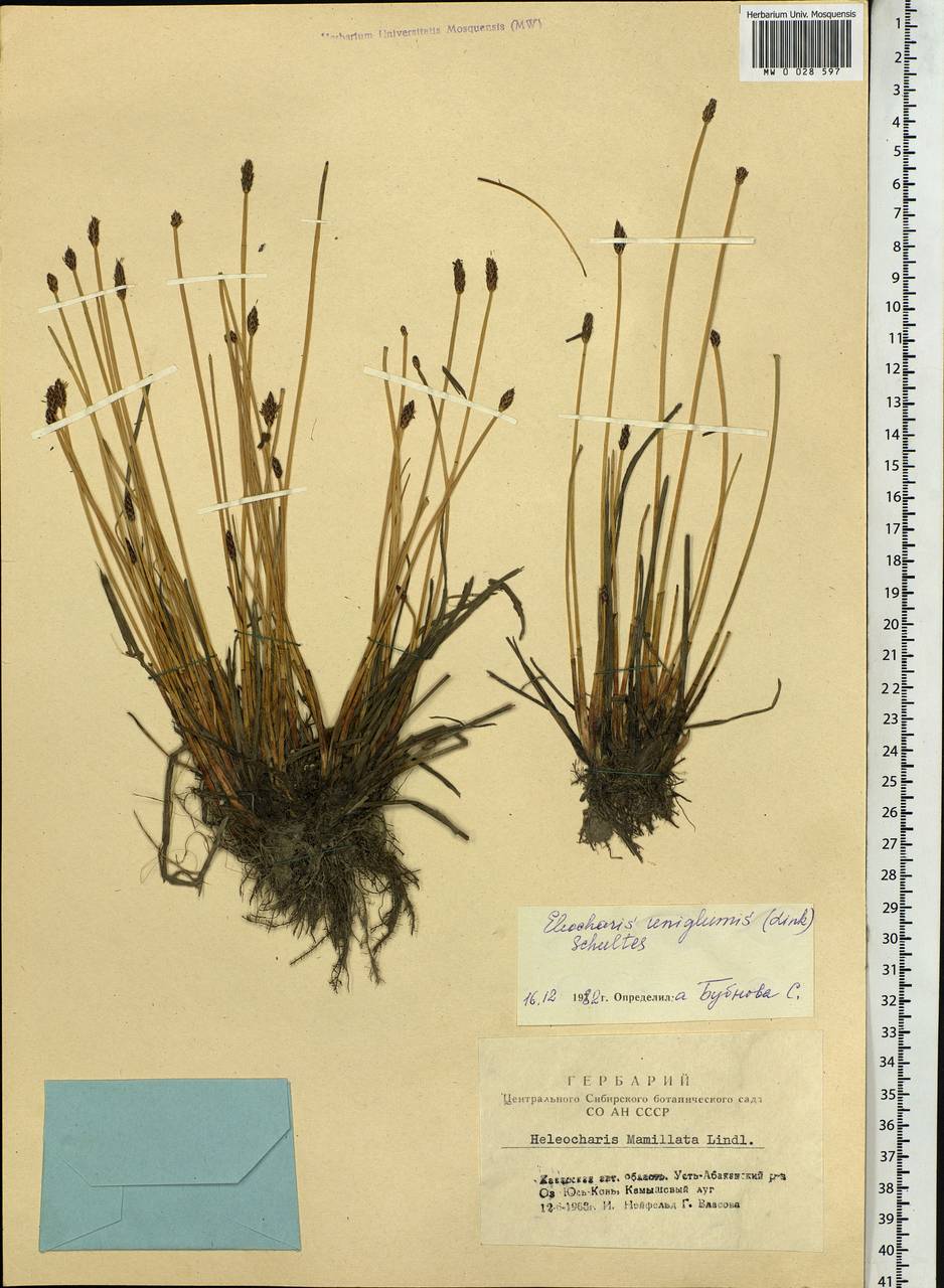Eleocharis uniglumis (Link) Schult., Siberia, Altai & Sayany Mountains (S2) (Russia)