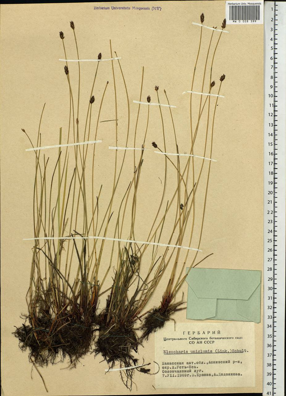 Eleocharis uniglumis (Link) Schult., Siberia, Altai & Sayany Mountains (S2) (Russia)