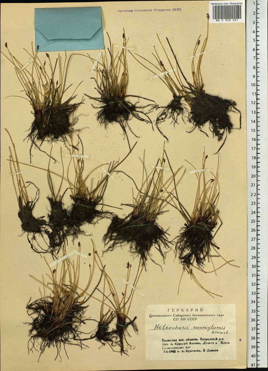Eleocharis uniglumis (Link) Schult., Siberia, Altai & Sayany Mountains (S2) (Russia)